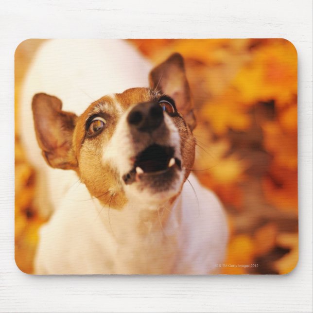 Jack Russell Terrier barking and jumping, Autumn Mouse Pad (Front)