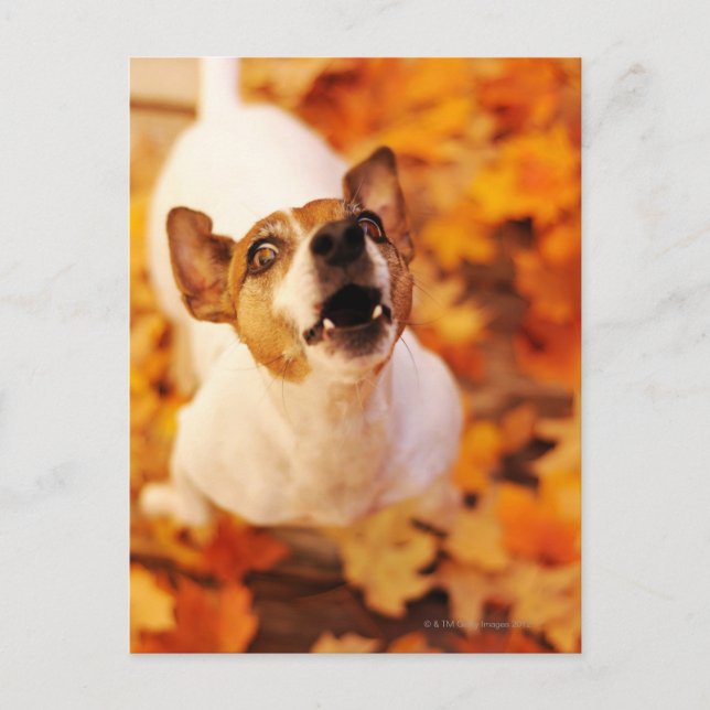 Jack Russell Terrier barking and jumping, Autumn Postcard (Front)
