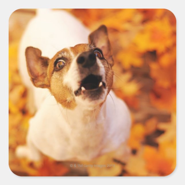 Jack Russell Terrier barking and jumping, Autumn Square Sticker (Front)