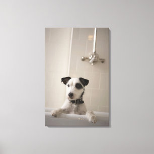 Jack russell terrier. canvas print