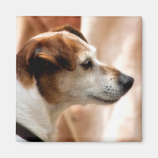 JACK RUSSELL TERRIER DOG MAGNET (Front)