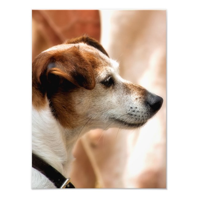 JACK RUSSELL TERRIER DOG PHOTO PRINT (Front)