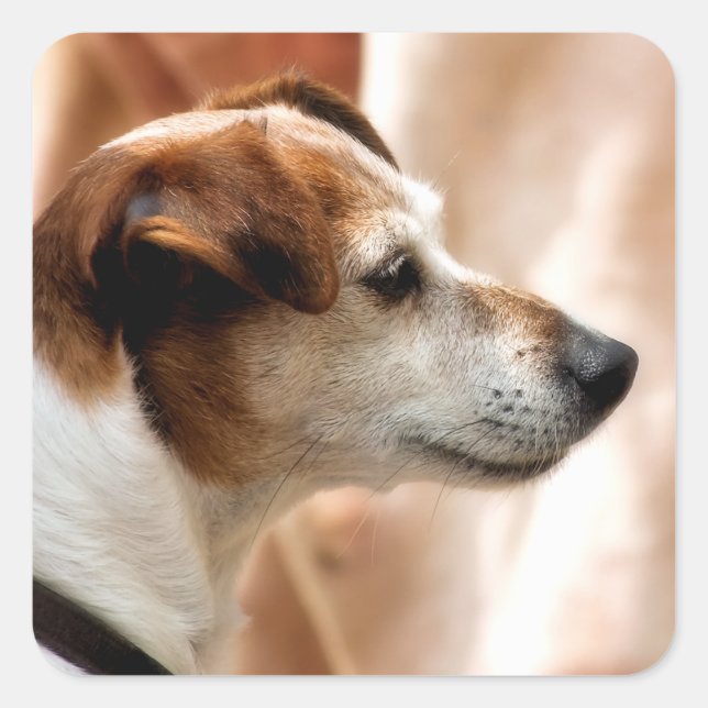 JACK RUSSELL TERRIER DOG SQUARE STICKER (Front)