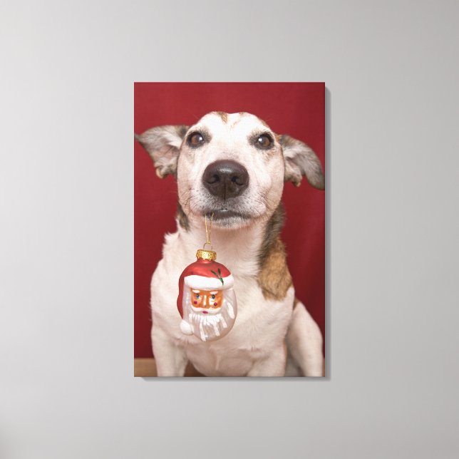 Jack Russell Terrier Holding Christmas Ornament Canvas Print (Front)