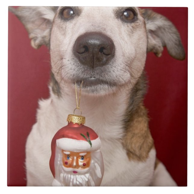 Jack Russell Terrier Holding Christmas Ornament Tile (Front)