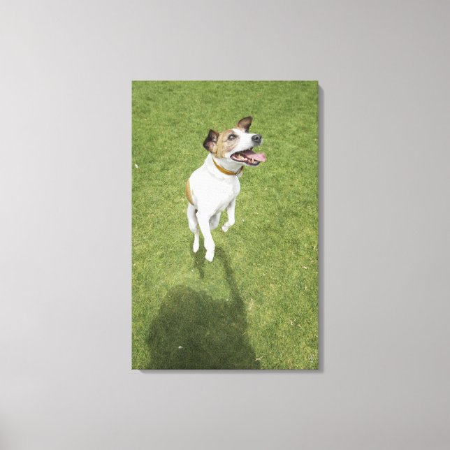 Jack russell terrier jumping, elevated view canvas print (Front)