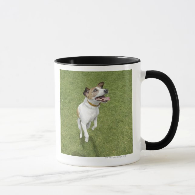 Jack russell terrier jumping, elevated view mug (Right)