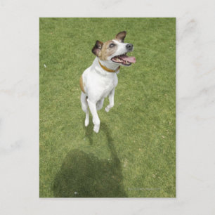 Jack russell terrier jumping, elevated view postcard