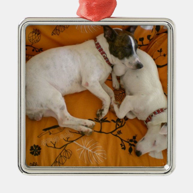 Jack Russell Terrier Metal Ornament (Front)