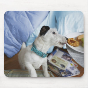 Jack russell terrier. mouse pad