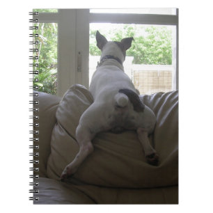Jack Russell Terrier Notebook