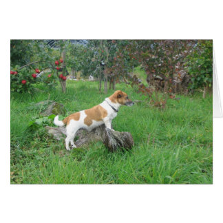 Jack Russell Terrier on Rock