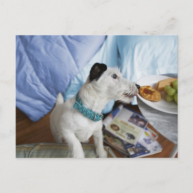 Jack russell terrier. postcard (Front)