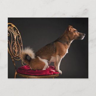 Jack Russell terrier Postcard