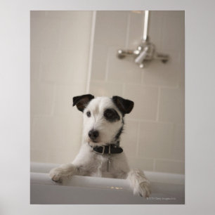 Jack russell terrier. poster