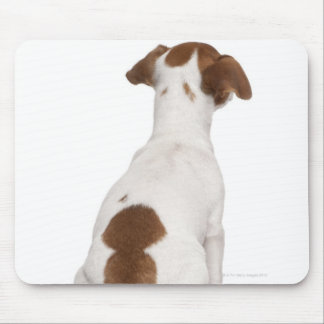 Jack Russell Terrier puppy (3 months old) Mouse Pad