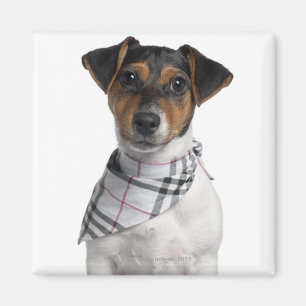 Jack Russell Terrier puppy (4 months old) Magnet