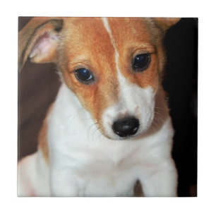 Jack Russell Terrier Puppy Dog Tile