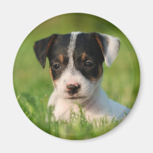 Jack Russell Terrier puppy Magnet
