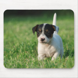 Jack Russell Terrier puppy Mouse Pad