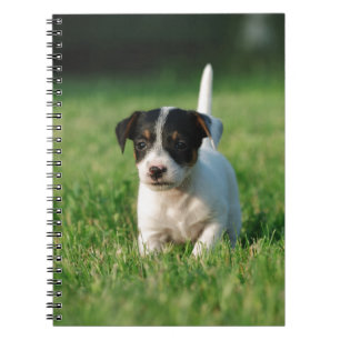 Jack Russell Terrier puppy Notebook