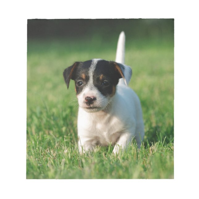 Jack Russell Terrier puppy Notepad (Front)