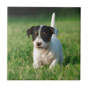Jack Russell Terrier puppy Tile