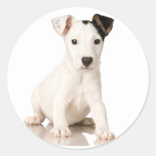 Jack Russell Terrier Stickers