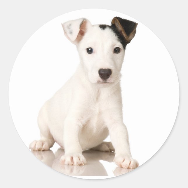 Jack Russell Terrier Stickers (Front)