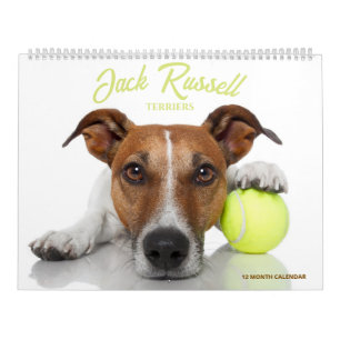 Jack Russell Terriers Calendar