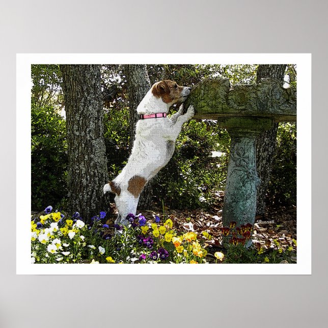 JACK RUSSELL TERRIOR POSTER (Front)