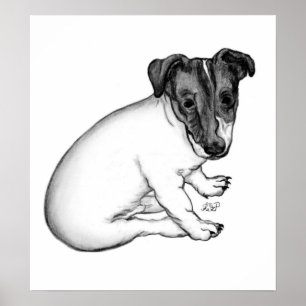 Jack Russell Welpe 10 Wochen alt Poster