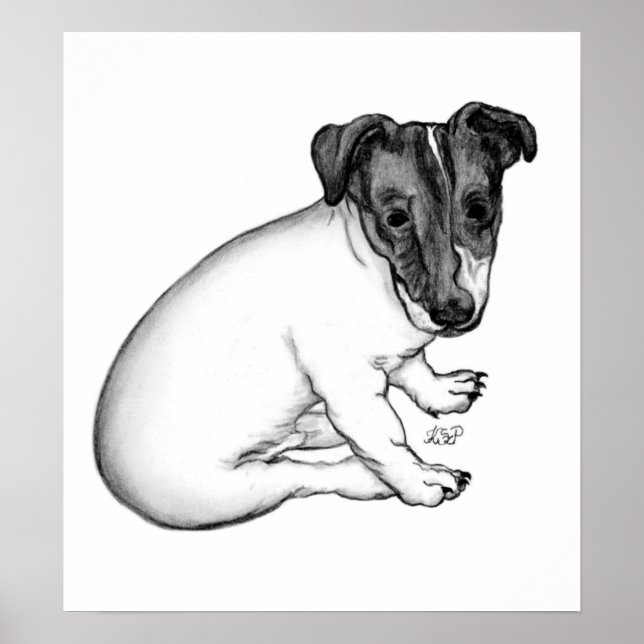 Jack Russell Welpe 10 Wochen alt Poster (Front)