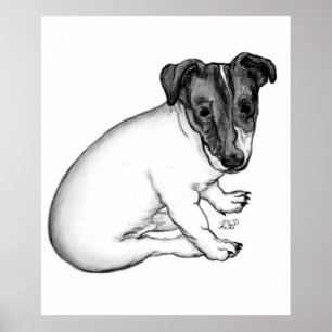 Jack Russell Welpe 10 Wochen alt Poster