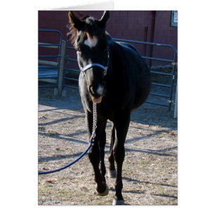 Jack Sticks Sa Langue