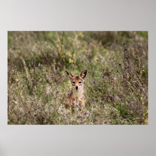 Jackal in grass poster