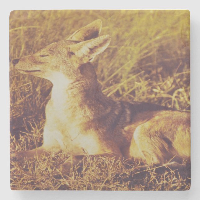 Jackal smelling the breakfast from  safari lodge   stone coaster (Front)