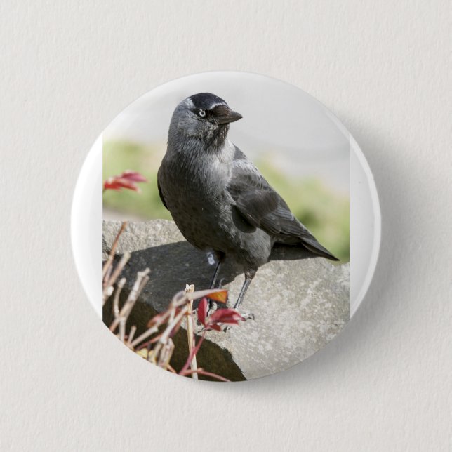 jackdaw.jpg 2 inch round button (Front)