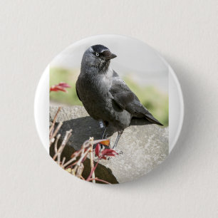 jackdaw.jpg 2 inch round button