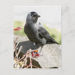 jackdaw.jpg postcard
