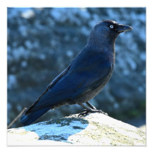 Jackdaw 