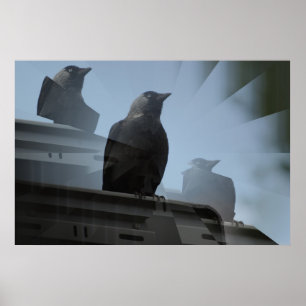 Jackdaw Poster