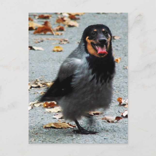 Jackdog Postcard (Front)