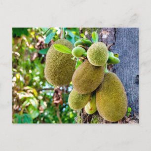 Jackfruit Postcard