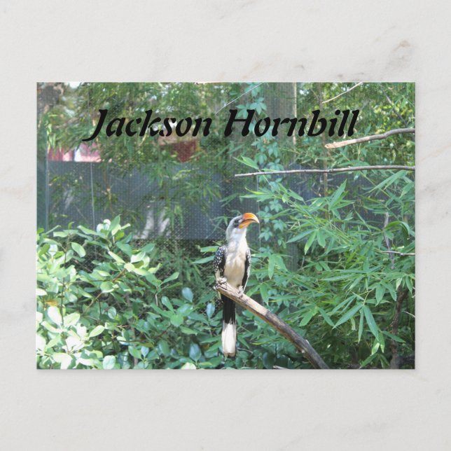 Jackson Hornbill Postcard (Front)