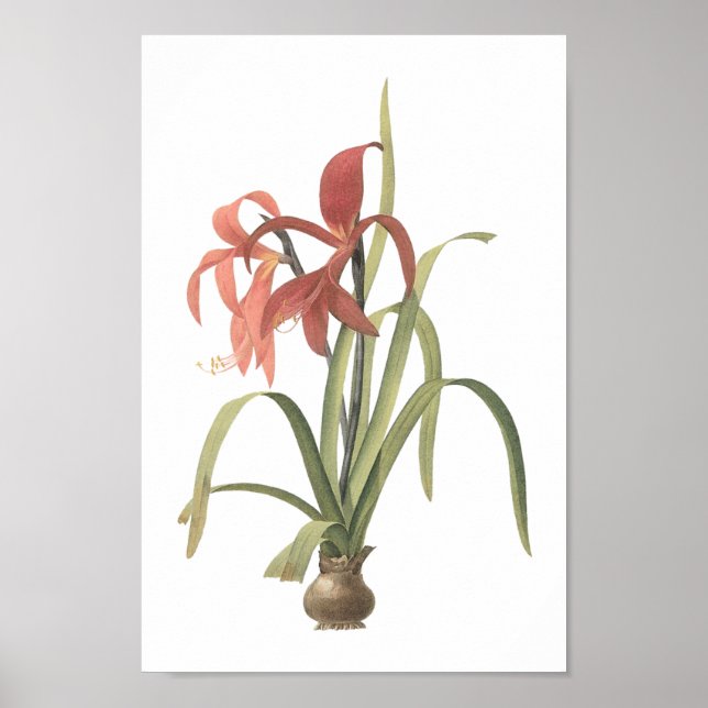 jacobean lily(Amaryllis formosissima) by Redouté Poster (Front)