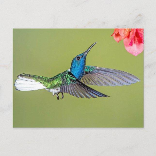 Jacobin Hummingbird in Flight Postcard (Front)