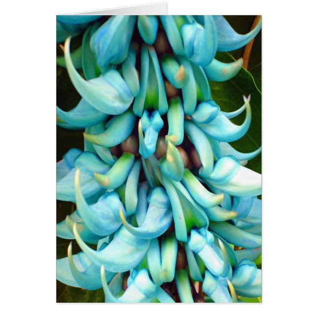 Jade Vine (Front)