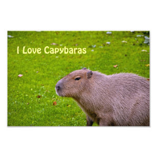 J'adore l'agrandissement de photo de capybaras
