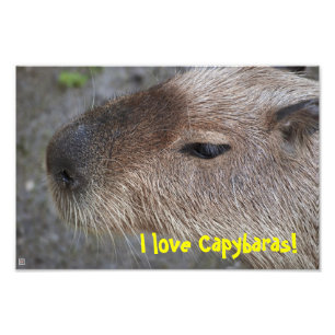 J'adore les capybaras ! Agrandissement de photo